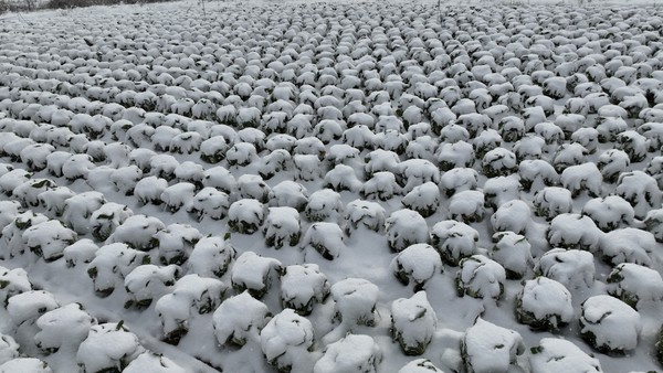 눈속에 겨울배추 /사진제공=해남군