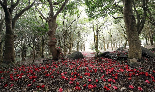 백련사동백축제 /사진제공=강진군