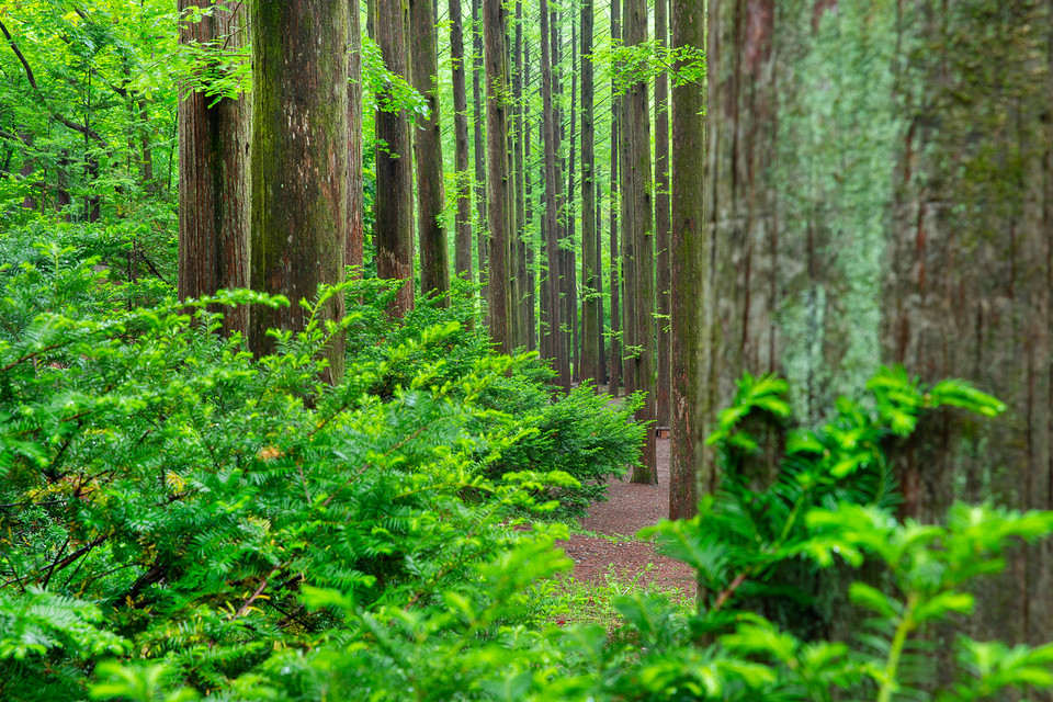 산주들은 숲을 관리하고 보호하는 중요한 역할을 맡고 있으며, 탄소흡수원으로서 숲의 가치를 지키는 데 크게 기여하고 있다. /사진=환경일보DB