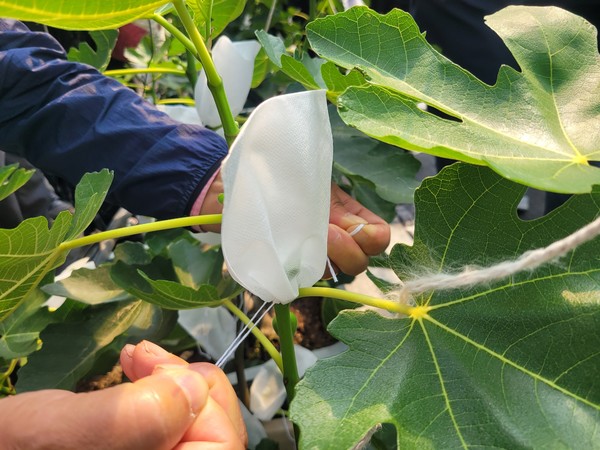 무화과 기찬충이망 / 사진제공=영암군