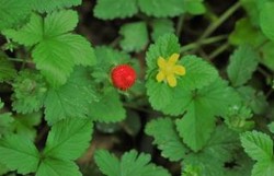 산뱀딸기 /사진=환경부