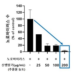 노로바이러스에 감염된 면역세포(대식세포)에 산뱀딸기 추출물을 농도별로 처리한 결과, 산뱀딸기(200㎍/mL) 실험구의 노로바이러스 수가 대조구 대비 97% 억제됨을 확인. /자료=환경부