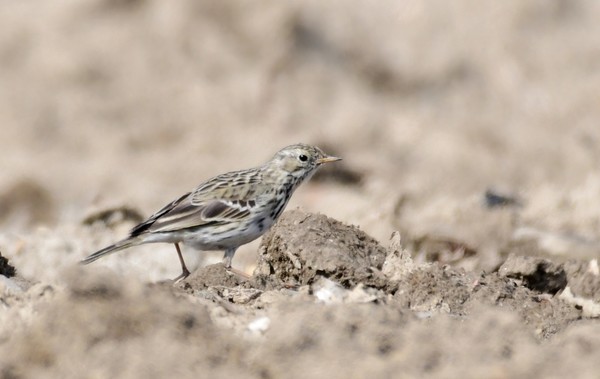 대전 갑천 모니터링 과정에서 국내 극히 드물게 확인되는 길잃은 새인 풀밭종자리를 최초로 확인했다. /사진제공=대전환경운동연합