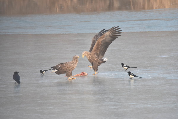 준설현장에서 확인한 흰꼬리수리