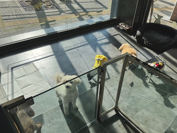 펫 위탁소에 맡겨진 반려견들 /사진제공=동대문구