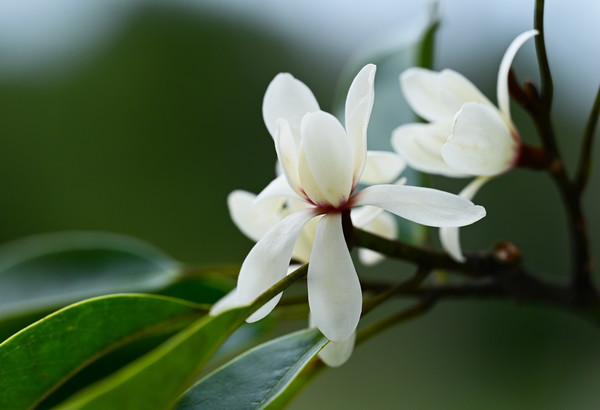 난대·아열대산림연구소에서는 희귀식물 초령목의 만개를 확인했다. /사진=국립산림과학원