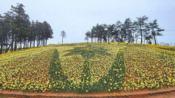 수선화 축제 /사진제공=신안군