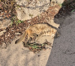발견된 삵은 심약한 상태로, 보호센터로 보내졌으나 숨졌다. /사진제공=환경부