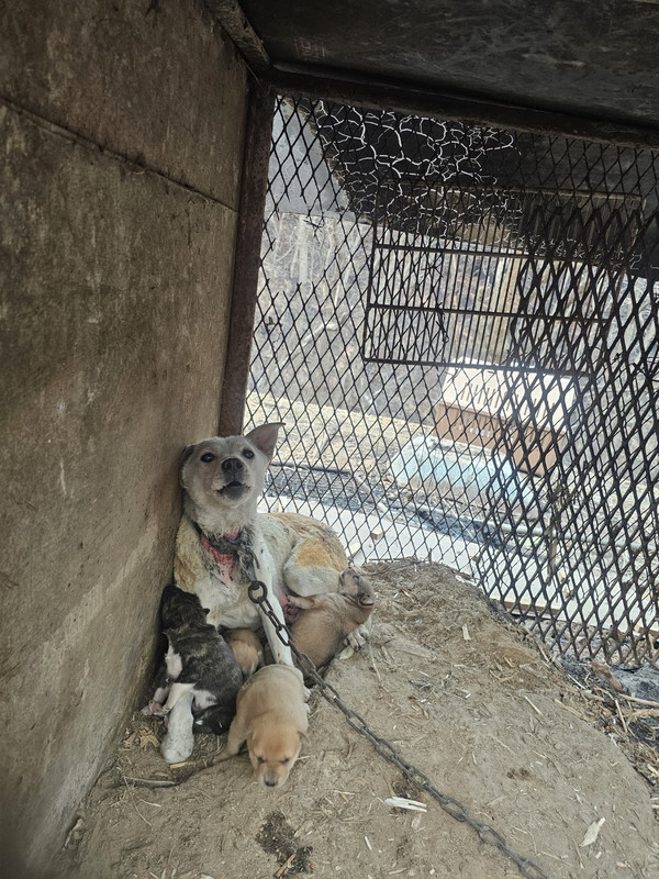루시의 친구들, 의성 산불현에서 동물 구호 /사진=루시의 친구들