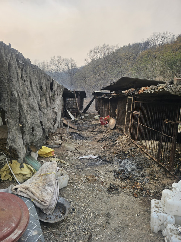 루시의 친구들, 의성 산불 현장에서 동물 구호 /사진=루시의 친구들