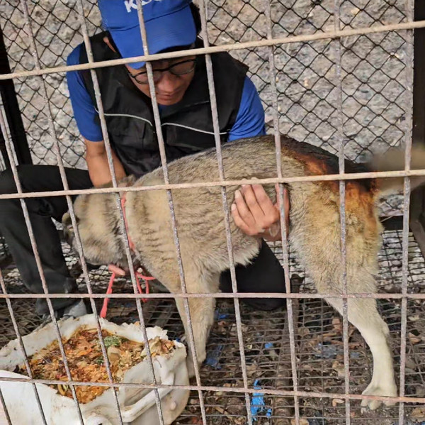 루시의 친구들, 의성 산불 현장에서 동물 구호 /사진=루시의 친구들