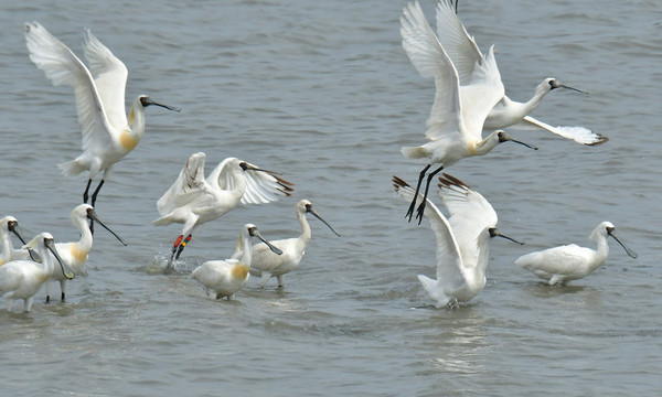 저어새 /사진제공=인천녹색연합