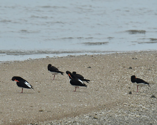 검은머리물떼새 /사진제공=인천녹색연합