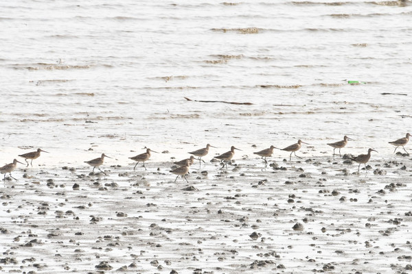 알락꼬리마도요 /사진제공=인천녹색연합