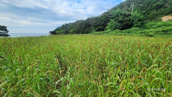철새 먹이 경작 /사진제공=신안군