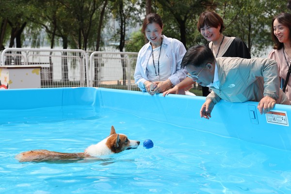 마포 반려동물 캠핑장에 조성된 물놀이장에서 수영하고 있는 강아지 /사진제공=마포구