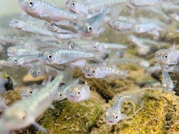  방류된 어린연어 /사진제공=울주군