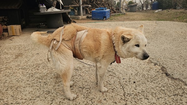 동물자유연대는 재난에 취약한 동물들의 현실을 알리고, 구조와 구호 체계를 신속히 산불 현장에 가동하고 있다. /사진=동물자유연대