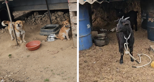 경북 청송에서 대피를 위해 줄을 풀어준 뒤 극적으로 살아 돌아와 보호자와 재회한 바둑이와 염소. /사진제공=루시의 친구들