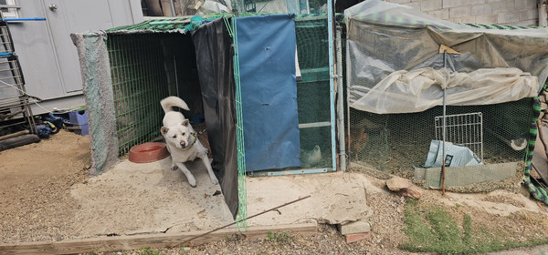 동반 대피가 불가능해 보호자와 승합차로 대피했다 돌아온 백구. 보호자는 “내 손주 같은 녀석”이라며 애틋한 마음을 전했다. /사진=루시의 친구들