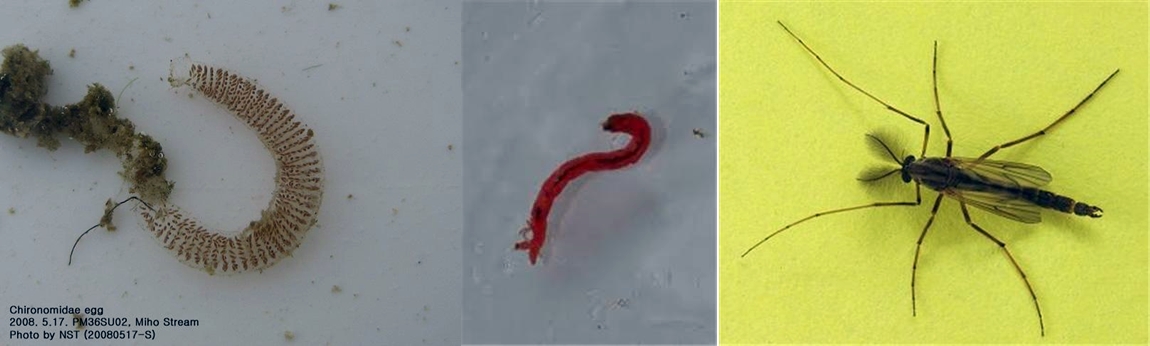 최근 인천에서 발견된 깔따구 유충. 