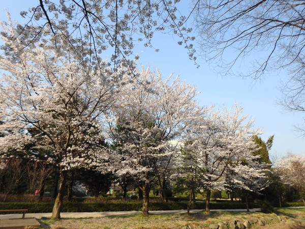 물향기수목원 전시원 벚꽃 전경 /사진제공=경기도