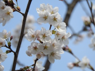 벚꽃 /사진제공=경기도