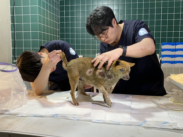 다수의 반려동물과 유기동물들이 심각한 화상과 탈진 상태로 발견되고 있으며, 구조된 일부 동물들은 긴급 치료를 받고 회복 중이다. /사진=동물행동권 카라