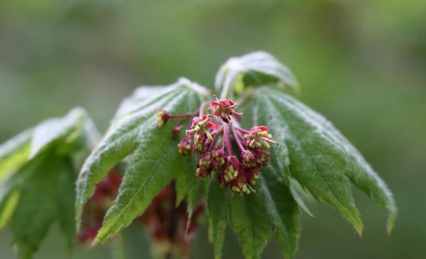 당단풍나무는 단풍나무과에 속하는 관속식물로 우리나라 전역 및 중국 동북부, 러시아 등지에서 자생한다. /자료제공=국립낙동강생물자원관