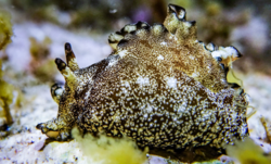 4월 이달의 생물 '군소' /사진=해양수산부