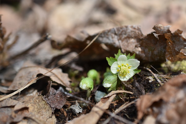 학계에서는 1속 1종이며 특산식물인 모데미풀을 한반도를 대표하는 식물로 손꼽는다. /사진=국립수목원