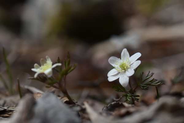 들바람꽃 /사진=국립수목원