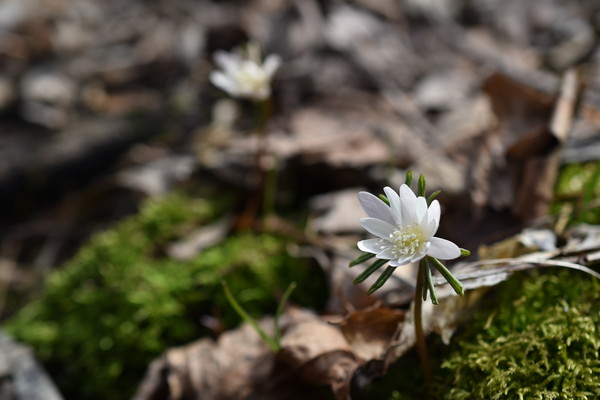 꿩의바람꽃 /사진=국립수목원