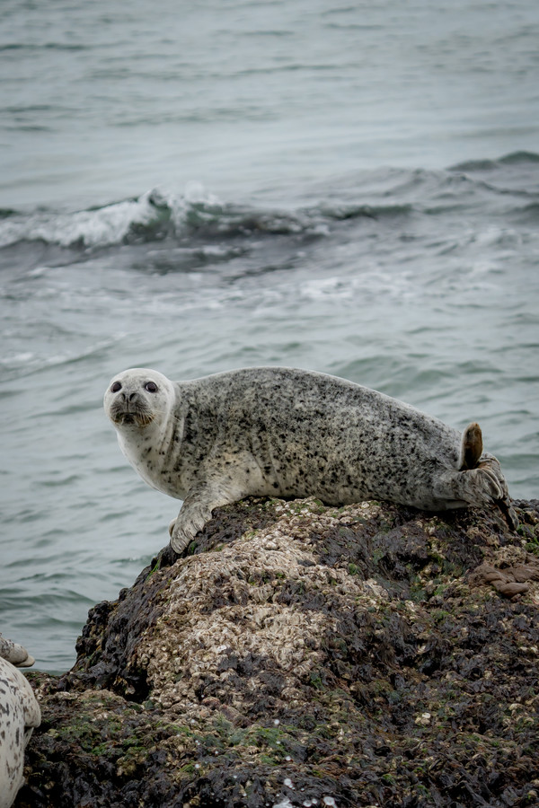 인천녹색연합, 백령도 점박이물범 모니터링 /사진=인천녹색연합