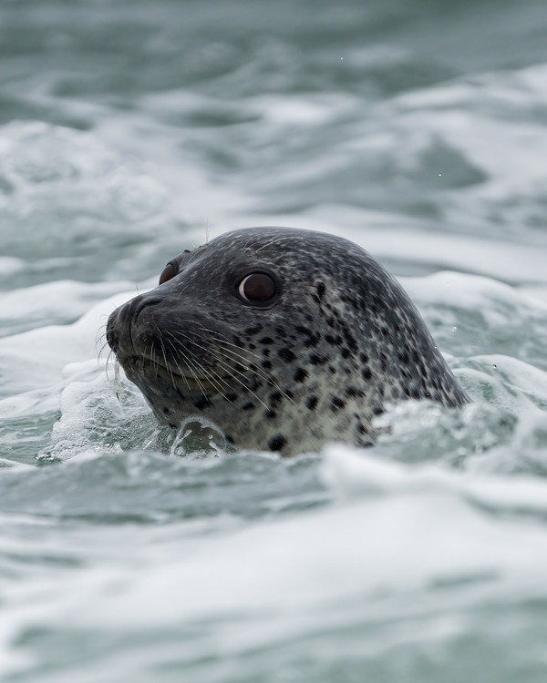 인천녹색연합, 백령도 점박이물범 모니터링 /사진=인천녹색연합
