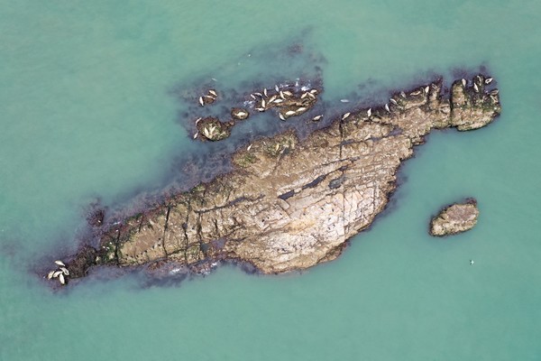 20250401_점박이물범 6년차 모니터링 보고서 관련 사진_출처. 인천녹색연합 (1)