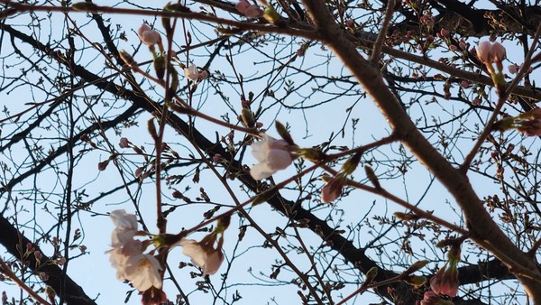 올해 서울의 벚꽃이 4월 4일(금) 개화했다. 윤중로 벚꽃. /사진제공=기상청