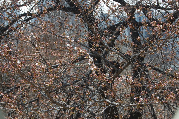 올해 서울의 벚꽃이 4월 4일(금) 개화했다. 윤중로 벚꽃. /사진제공=기상청