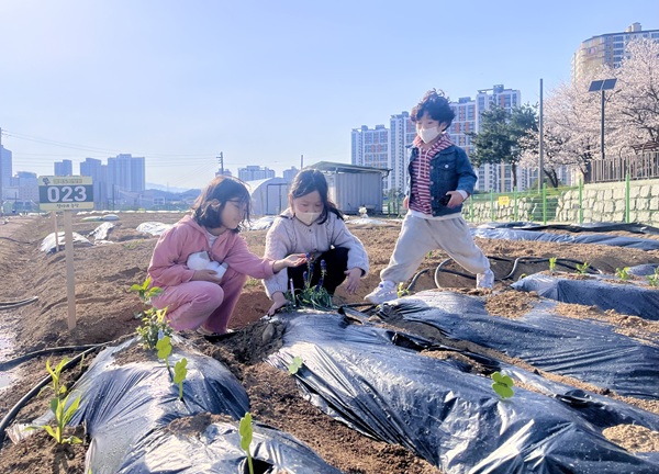 행복도시텃밭 참고자료  /사진제공=김천시