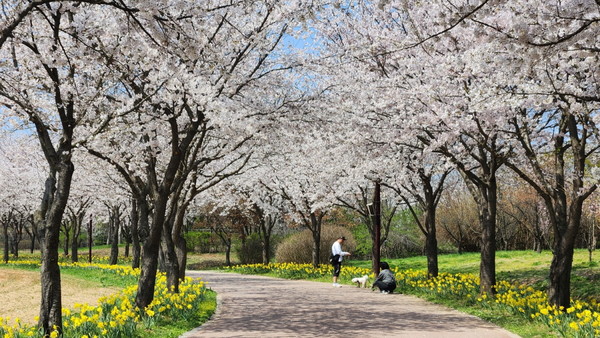 야생화단지 벚꽃길 /사진=수도권매립지관리공사
