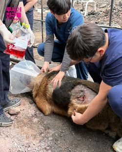 경북 안동 산불 피해 지역 동물 구조 /사진제공=동물권행동 카라