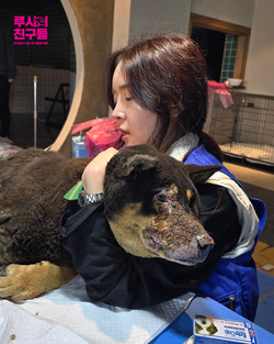 경북 안동 산불 피해 지역 동물 구조 /사진제공=동물권행동 카라