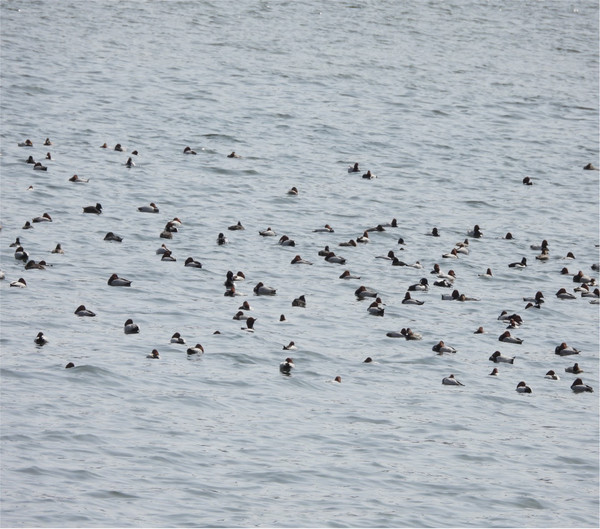 조해민 서울환경연합 생태도시팀 활동가는 철새의 삶을 위협하는 하천 공사와 한강 개발이 끊이지 않는 상황이기에, 철새와의 관계를 근본적으로 점검하고 철새와 공존하기 위한 미래상을 함께 고민해야 한다”고 말했다. /사진=서울환경연합
