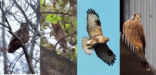 멸종위기2급 수리부엉이(왼쪽부터), 소쩍새, 말똥가리, 황조롱이. /사진=환경부