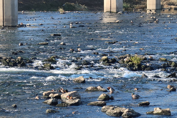 중랑천 철새보호구역 /사진=서울환경연합