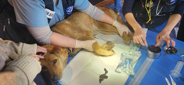 산불 피해 동물구조 및 진료  /사진제공=경상북도