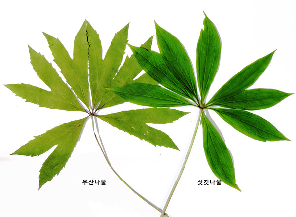 우산나물(나물)과 삿갓나물(독초) /자료제공=국립수목원