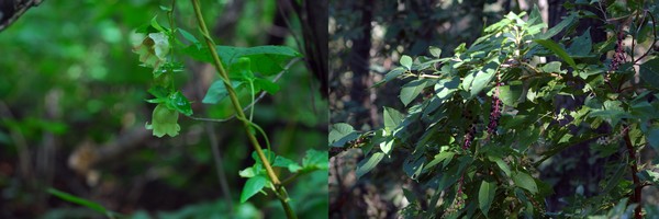 더덕(왼쪽)과 미국자리공(오른쪽) /자료제공=국립수목원