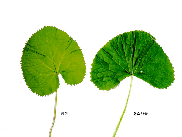 곰치(나물)와 동의나물(독초) /자료제공=국립수목원