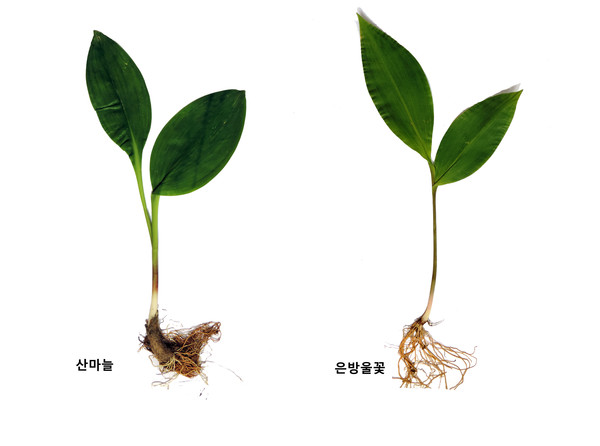 산마늘(나물)과 은방울꽃(독초) /자료제공=국립수목원